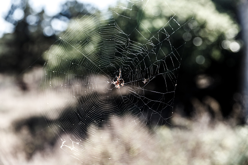 Spider web with olive grove in the background