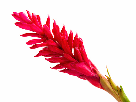 Red Ginger Flowers on White - Hawaiian Flower