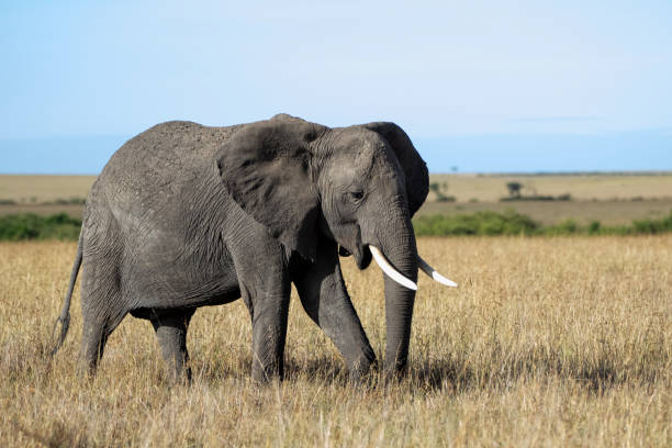 istock Elephant in the Masai Mara 1197268402