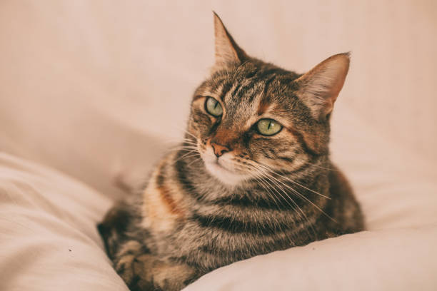 istock Beautiful tabby cat portrait. Domestic cat posing on white background. 1197268500