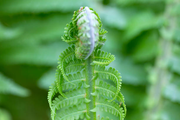 Young green fern leaf