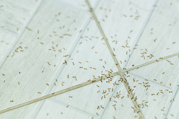 istock Many fire ants on the tile floor 1197269409