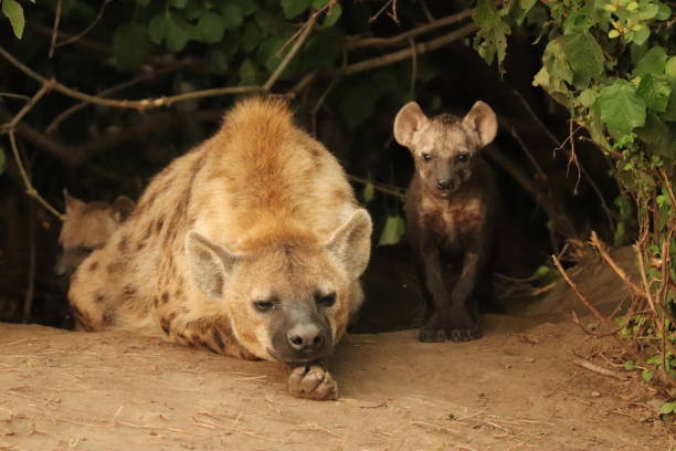 istock Spotted hyena mom and her cub by their den. 1197269697