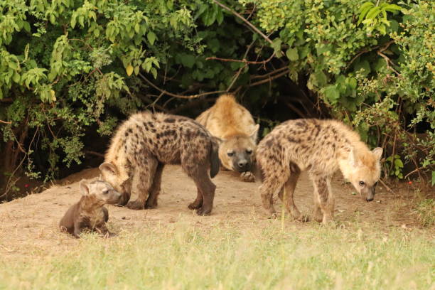 istock Group of young hyenas by their den. 1197269732