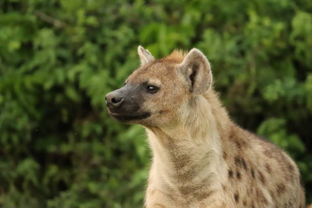 istock Spotted hyena face closeup. 1197269784