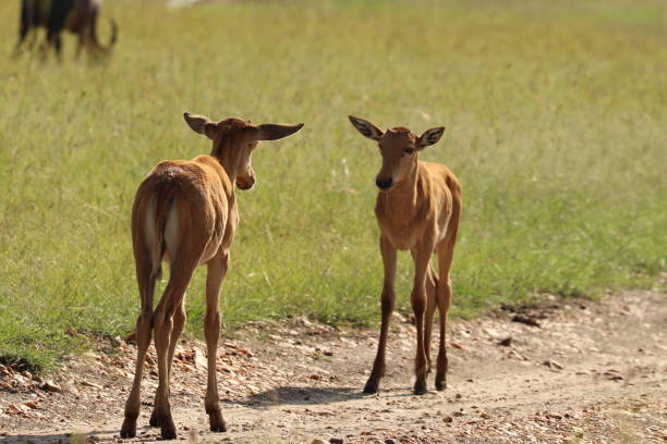istock Two young topis in the african savannah. 1197269921