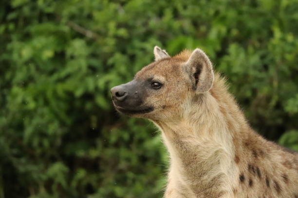 istock Spotted hyena face closeup. 1197270516