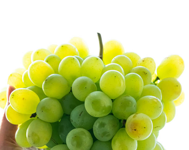 istock Bunch of green grapes closeup 1197272413