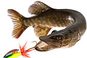 pike.jpg?b=1&s=170x170&k=20&c=-oU_KPOoP4nD3s7T5MhsPp6eRjhNuAHA5djLUuTRB8w=