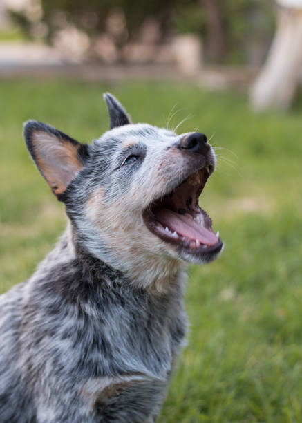 istock Australian Cattle Dog or Blue Heeler puppy 1197273725