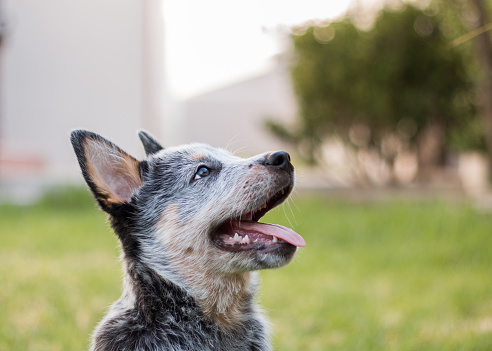 Australian Cattle Dog or Blue Heeler puppy side profile of his face looking up.