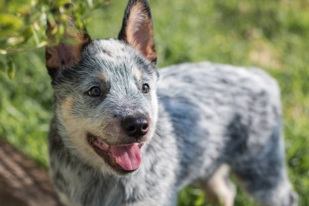 istock Australian Cattle Dog or Blue Heeler puppy 1197274359