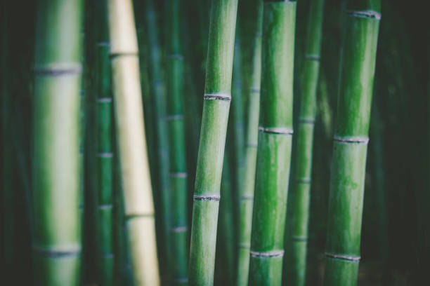 bambú bosque de fondo - bamboo shoot fotos fotografías e imágenes de stock