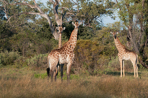 istock Three giraffes in the Okavango Delta 119727460