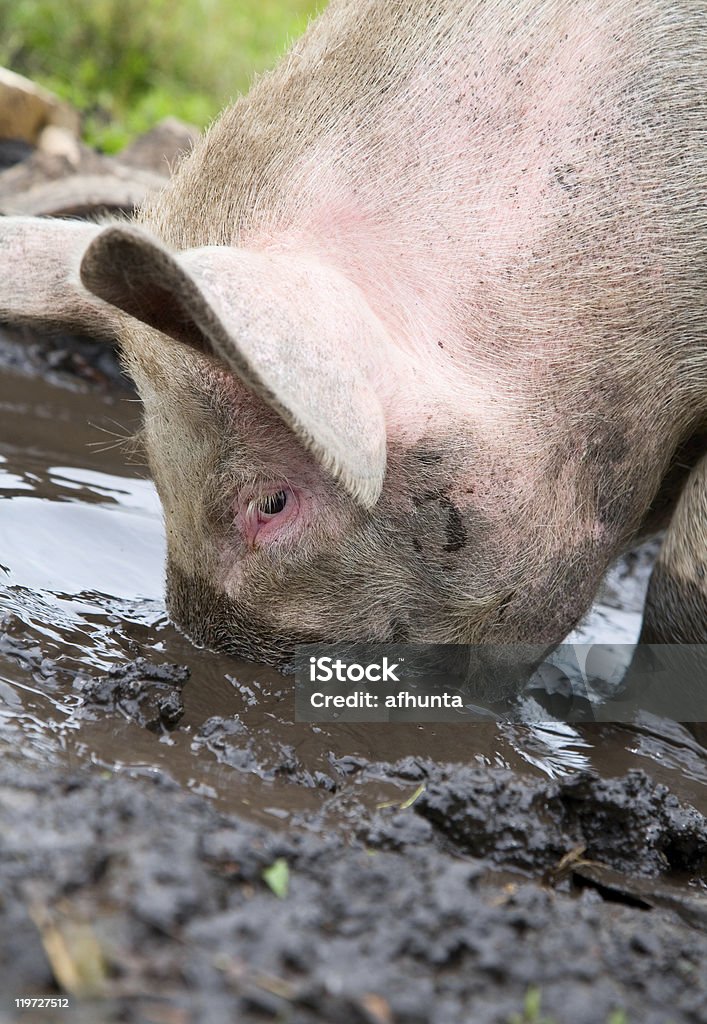 Cochon Tamiser au Flaque - Photo de Agriculture libre de droits