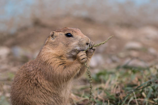 istock Prairie Dog eating green grain grass 1197275756