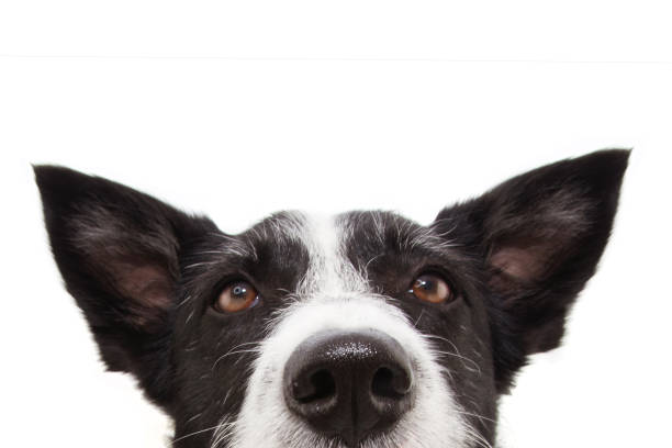 close-up cão collie fronteira atenta com orelhas para cima e olhando para cima. isolado no fundo branco. - collie - fotografias e filmes do acervo