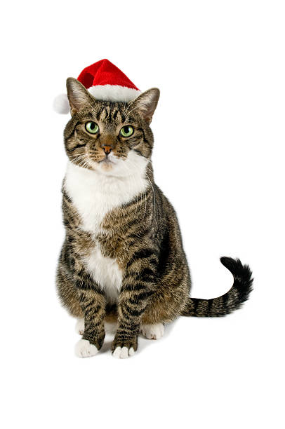 istock European Cat with christmas hat (Gatto con cappello natalizio) 119727691