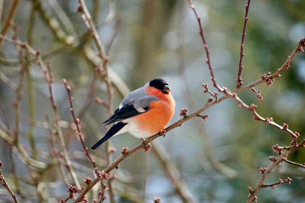 istock male gimpel sitting on a cherry tree 1197276949