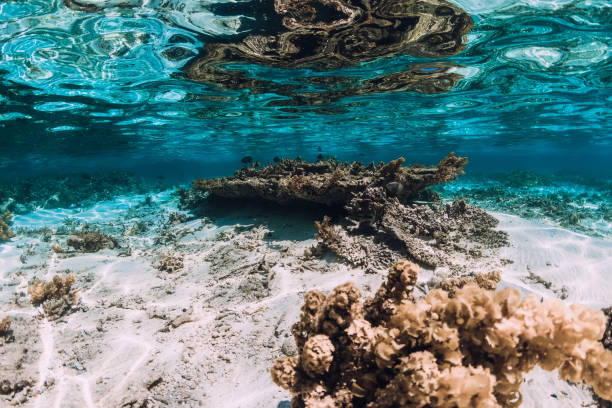 istock Underwater scene with corals and fish in tropical ocean 1197277375