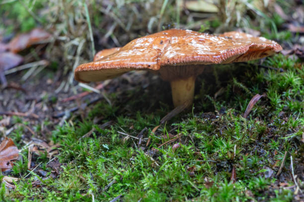 istock Rufous milkcap mushroom in moss 1197277427