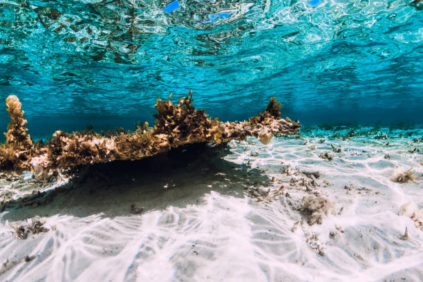 istock Underwater scene with corals and fish in tropical ocean 1197277462
