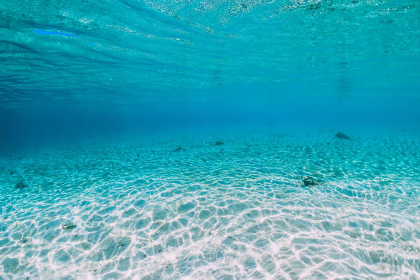 istock Tropical turquoise ocean with sandy bottom underwater in Bahamas 1197277488