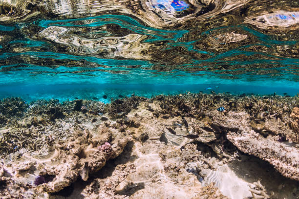istock Underwater scene with corals and fish in tropical ocean 1197278059