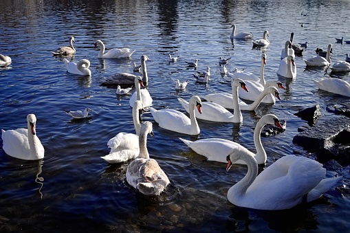 A flock of white swans on the Vltava river in Prague (Czech Republic, Europe)