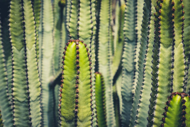 primo piano pianta cactus - euphorbia ingens, cactus macro - euphorbiaceae foto e immagini stock