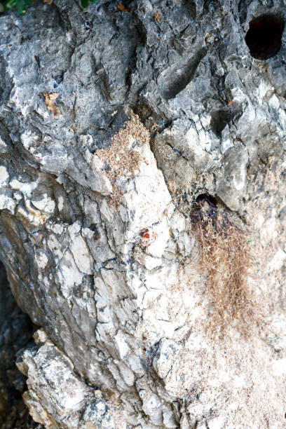 istock Texture of an old stratified rock 1197280508