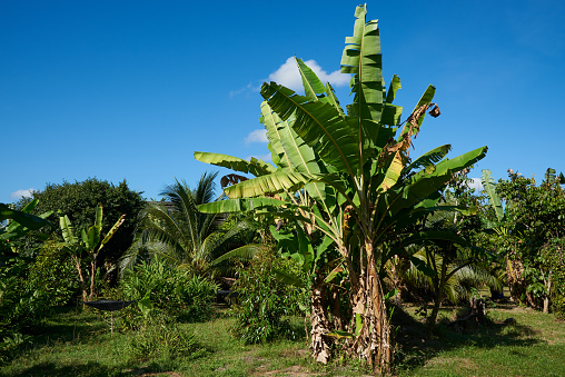 Banana trees in the garden on blue sky background