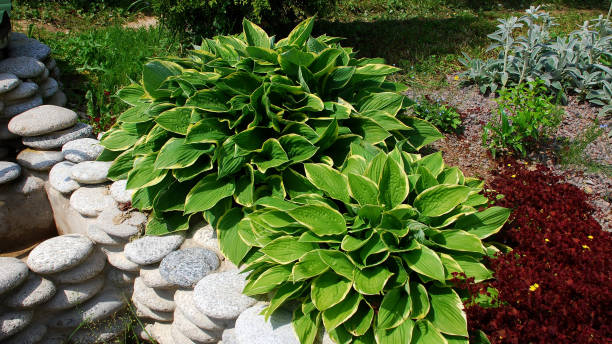 istock Overgrown Hosta in the garden 1197281236