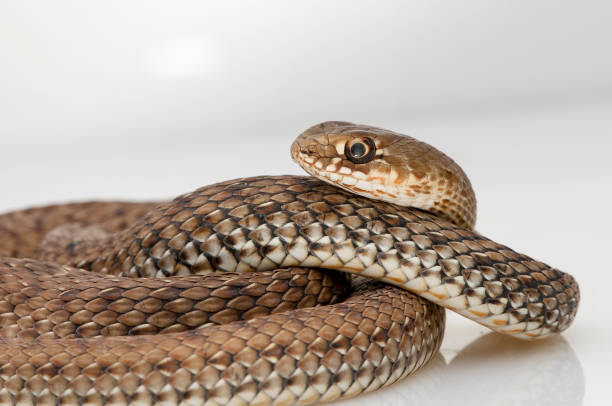 It is of medium size, being able to reach a length of up to 80 cm, although it does not usually exceed 50 cm.3 It is characterized by showing very faired scales on the back.4 Its coloration is very varied, usually olive or yellowish brown la culebra viperina o culebra de agua (natrix maura) es una especie de reptil escamoso de la familia colubridae. debe su nombre común de culebra de agua a su gran afinidad por las zonas húmedas y encharcadas y a su gran habilidad de nadar y bucear.