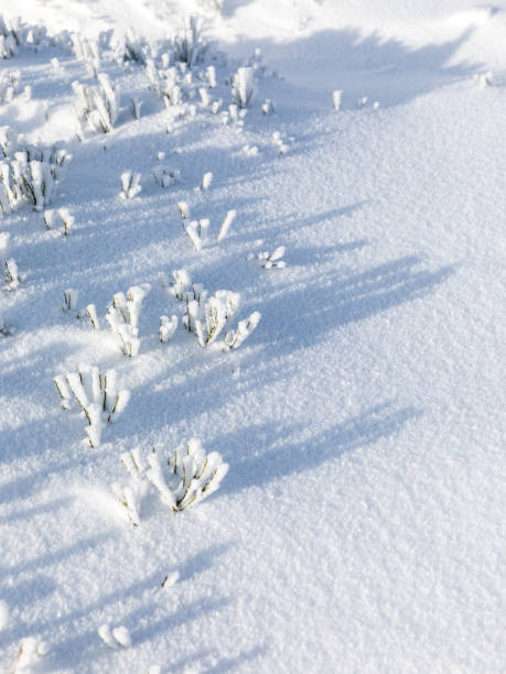 istock shadows on the snowy ground produced by snow-covered branches 1197283169