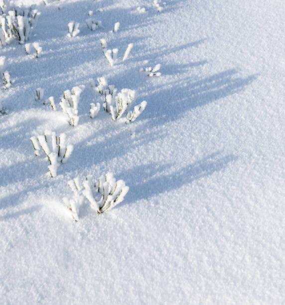 istock shadows on the snowy ground produced by snow-covered branches 1197283881