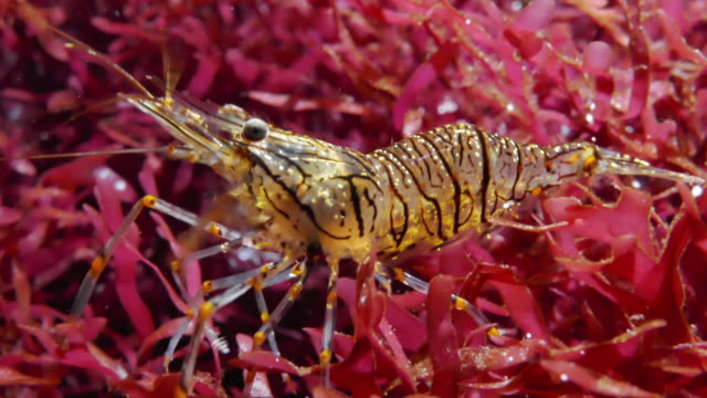 Palaemon elegans (rockpool shrimp) slow moving underwater close-up shot
