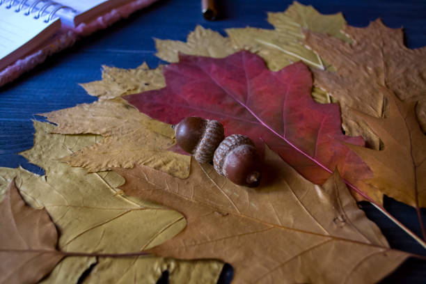 istock Autumn leaves and acorns on a table, close up. 1197285074