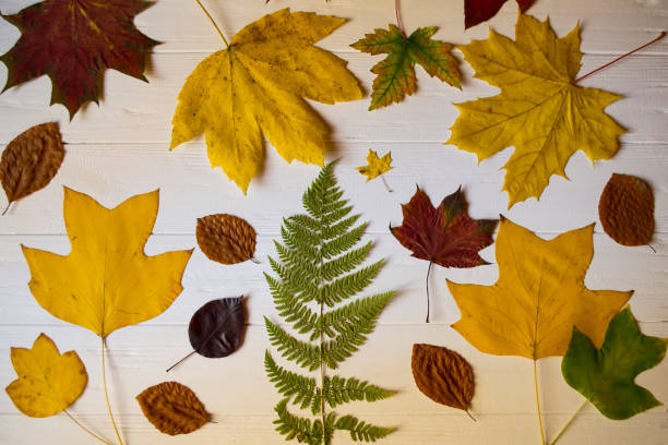 istock Autumn leaves on a white wooden background. Bright pattern. 1197285709