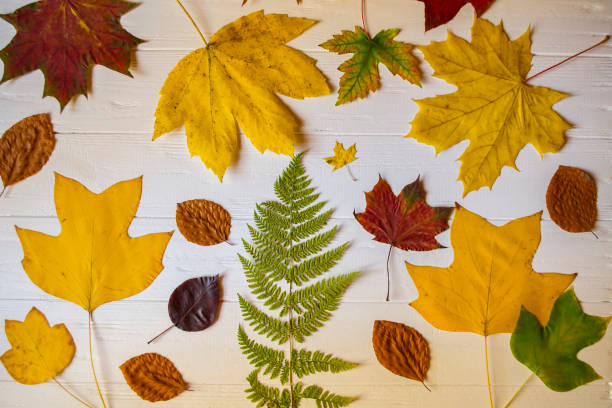 istock Autumn leaves on a white wooden background. Bright pattern. 1197285734
