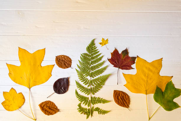 istock Autumn leaves on a white wooden background. Bright pattern. 1197285754
