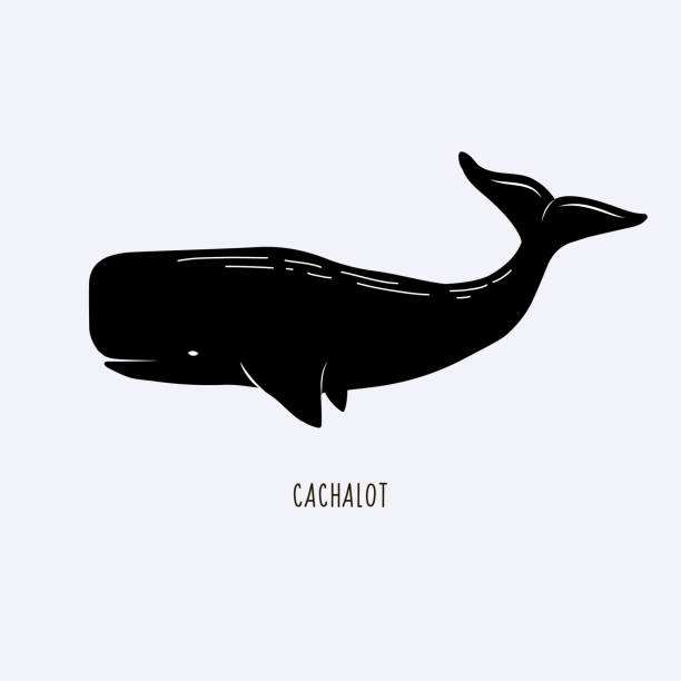 illustrazioni stock, clip art, cartoni animati e icone di tendenza di cachalot. illustrazione vettoriale di un capodoglio. disegno delle balene - capodoglio