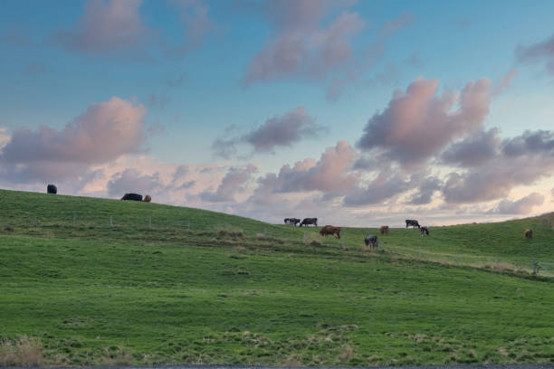 istock a group of cows grazing on a hill, beautiful colored sky 1197286958