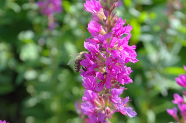 In the foreground flower of Red Sage co Vespa, on the bottom other red flowers of sage pratense and green leaves.