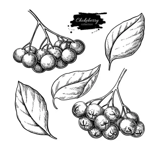 Vector illustration of Chokeberry vector drawing. Hand drawn botanical branch with berries and leaves.