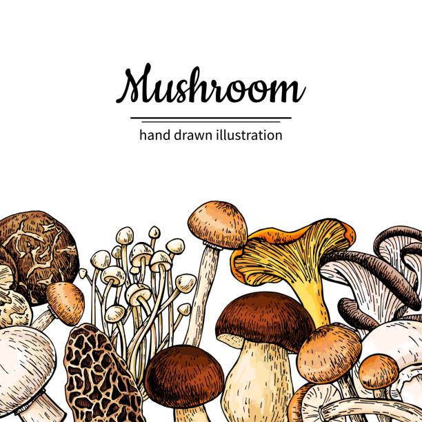 Mushroom hand drawn vector frame. Isolated Sketch organic food drawing template. Mushroom hand drawn vector frame. Isolated Sketch organic food drawing template. Champignon, morel, chanterelle, shiitake. Great for menu label product packaging peppery bolete stock illustrations
