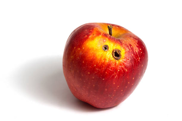 istock Red worm apple with two rot holes on a white background 1197289648