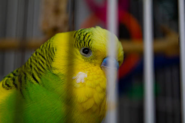 istock yellow-green striped parrot through the cage. close up 1197289748
