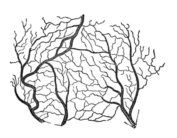 Antique illustration - Arteries and veins of a section of the skin vector art illustration