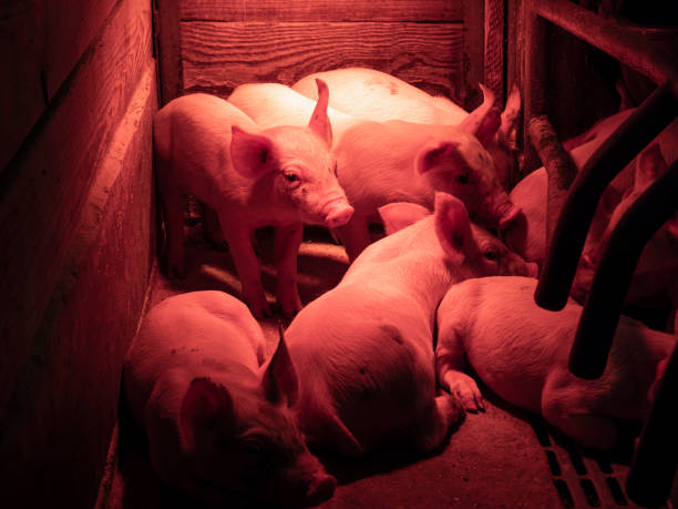 istock Momma Pig with little pigs 1197290882